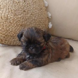 Shih Tzu Puppies from The Ruff Life Tribe