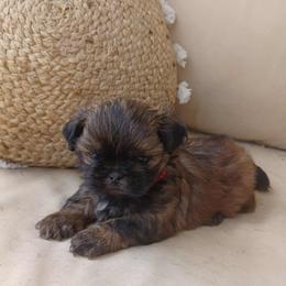 Shih Tzu Puppies from The Ruff Life Tribe