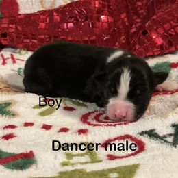 Dancer - Blue merle male Australian Shepherd puppy in Howardsville, Virginia from Spectacular Aussies and Cavaliers