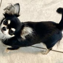 ROULETTE - Chihuahua