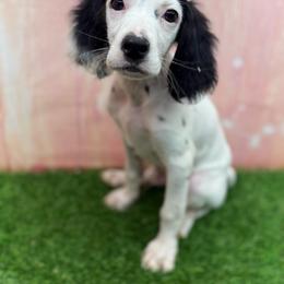 Lennon - Blue belton and tan (tri-color) male English Setter puppy in Rogers, Ohio from StoneyBrook Setters