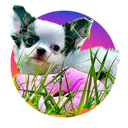 Boy 2 - male Chihuahua puppy in Summerfield, Florida from Impeccable's Boutique & Ethical Breeder for the educated & discriminating ONLY