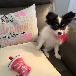 Chrystal - White black and tan female Papillon puppy in Benton, Arkansas from Mama's Pride Poms and Paps