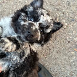 Caicos - Black merle male Mudi puppy in Valley Mills, Texas from Graves Farm Mudi