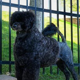 Gunnar - Portuguese Water Dog