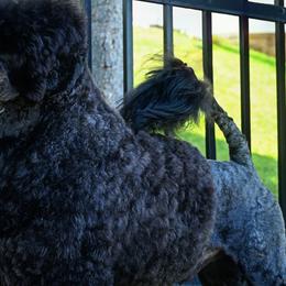 Gunnar - Portuguese Water Dog