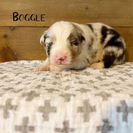 Boggle - Blue merle male Australian Shepherd puppy in Kearney, Nebraska from Helix Aussies
