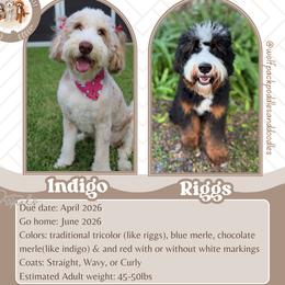 Bernedoodle puppies from Little Golden Farm