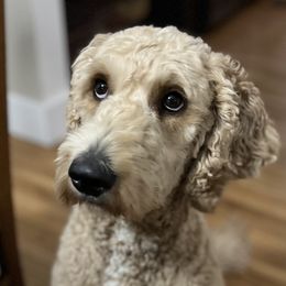 Goldendoodles from Bellegrove Goldendoodles