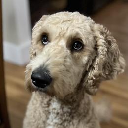Goldendoodles from Bellegrove Goldendoodles
