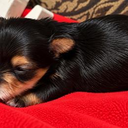 Rolo - Black and tan male Yorkshire Terrier puppy in Navarre, Florida from KAYY services