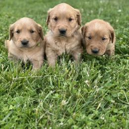 Dachshund and Golden Retriever Puppies from HS Goldens
