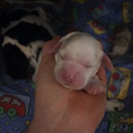 AKC Roxie - Buff and white female Cocker Spaniel puppy in Midlothian, Virginia from Swift Creek Cocker Spaniels