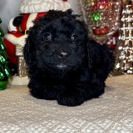 Boy 1 - Black male Bernedoodle puppy in Russiaville, Indiana from Pleasant Creek Minibernedoodles
