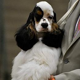 Nikki - Cocker Spaniel