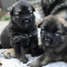 Shiloh Shepherd Puppies from Echo Shilohs
