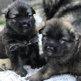 Shiloh Shepherd Puppies from Echo Shilohs