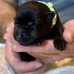 Boy 1 - Black male German Shepherd puppy in La Porte, Indiana from Haus Kriegerhund