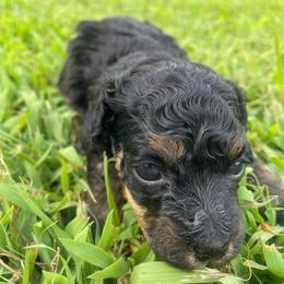 Phantom - Phantom female Poodle puppy in Bee Branch, Arkansas from Scroggins Creek Doodles