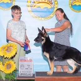 German Shepherd Puppies from Sevilla German Shepherds