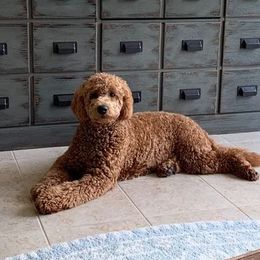 Goldendoodles from Faithful Pups