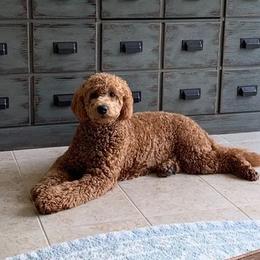 Goldendoodles from Faithful Pups