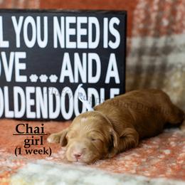 Chai BLUE COLLAR girl 3500 - Red  female Goldendoodle puppy in Corona, California from Fluffy Puppy Mini Doodles LLC