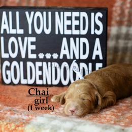 Chai BLUE COLLAR girl 3500 - Red  female Goldendoodle puppy in Corona, California from Fluffy Puppy Mini Doodles LLC