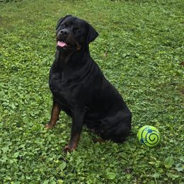 Ariel - Rottweiler