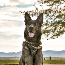 Annushka - German Shepherd