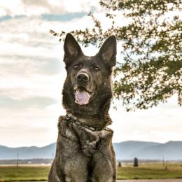 Annushka - German Shepherd