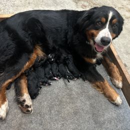 Bernese Mountain Dog puppies from Steinhaus Dogs