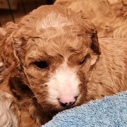 Lotus - Caramel red Labradoodle puppy in Fostoria, Michigan from North Country Kennel Club