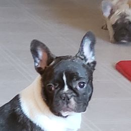 Who do - French Bulldog