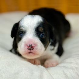 Sunny - Black tri-color female Aussiedoodle puppy in Sterling, Colorado from North 40 Doodles