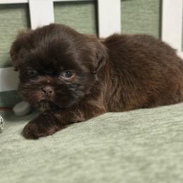 CKC Boy 3 - Liver male Shih Tzu puppy in Houston, Texas from Paws n Claws