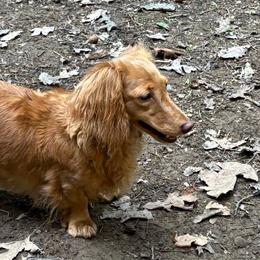 Bess - Dachshund