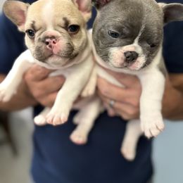 French Bulldog puppies from Pardon My French Exquisite French Bulldogs