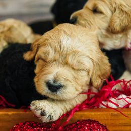 Goldendoodle Puppies from Willow’s Doodles