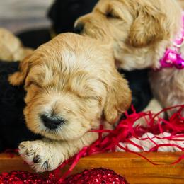 Goldendoodle Puppies from Willow’s Doodles