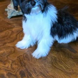 Cookie - Black female Morkie puppy in Memphis, Tennessee from Syvon's Morkies