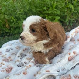 Finn - Red male Bernedoodle puppy in Temecula, California from Country Hills Doodles