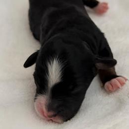 Girl 3 - Tri-color female Bernedoodle puppy in Toledo, Ohio from Avery Doodle Day LLC