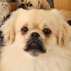 Wolfie - Tibetan Spaniel