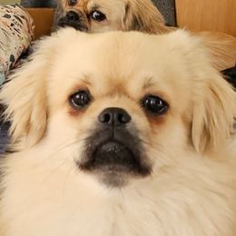 Wolfie - Tibetan Spaniel