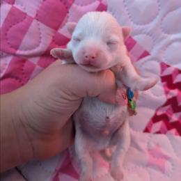 Asher - White male Chihuahua puppy in Amity, Pennsylvania from Baxters Chihuahuas
