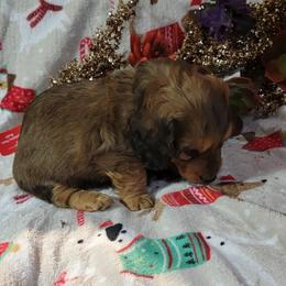 Dachshund Puppies from CLARK'S BREEDING PROGRAM