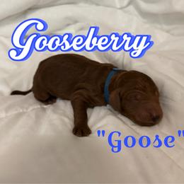 Goose - Red  male Poodle puppy in Sheridan, California from Renegade Standard Poodles