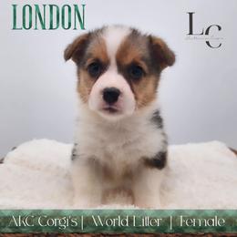 London - Black and tan female Pembroke Welsh Corgi puppy in Pine Village, Indiana from NL Horsemanship