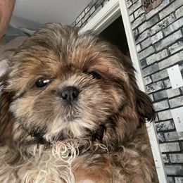 Shih Tzu Puppies from Everts Ranch ShihTzu’s